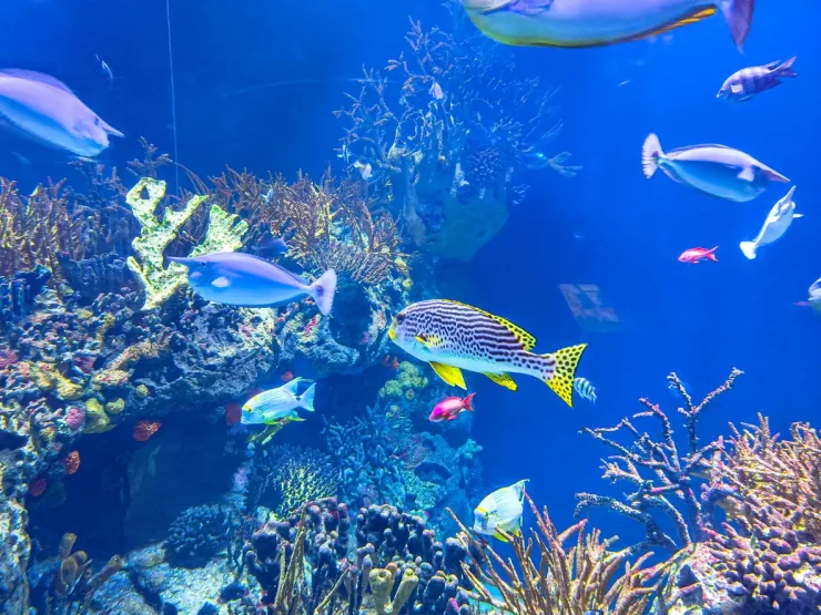 El Gouna: Grand Aquarium & Zoo Tickets with Hotel Transfers - Photo 32