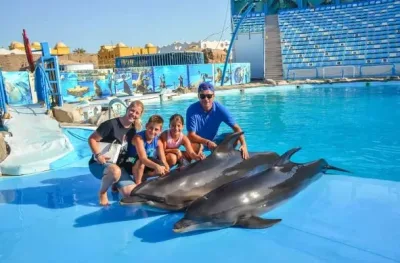Soma Bay: 1-times show i Dolphin World med valgfri afhentning