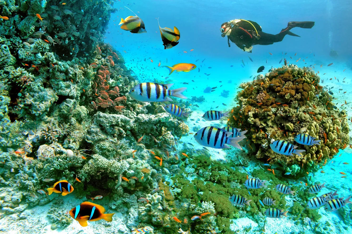 Sharm El Sheikh: Luxury Boat Cruise with Snorkeling & Lunch - Photo 10