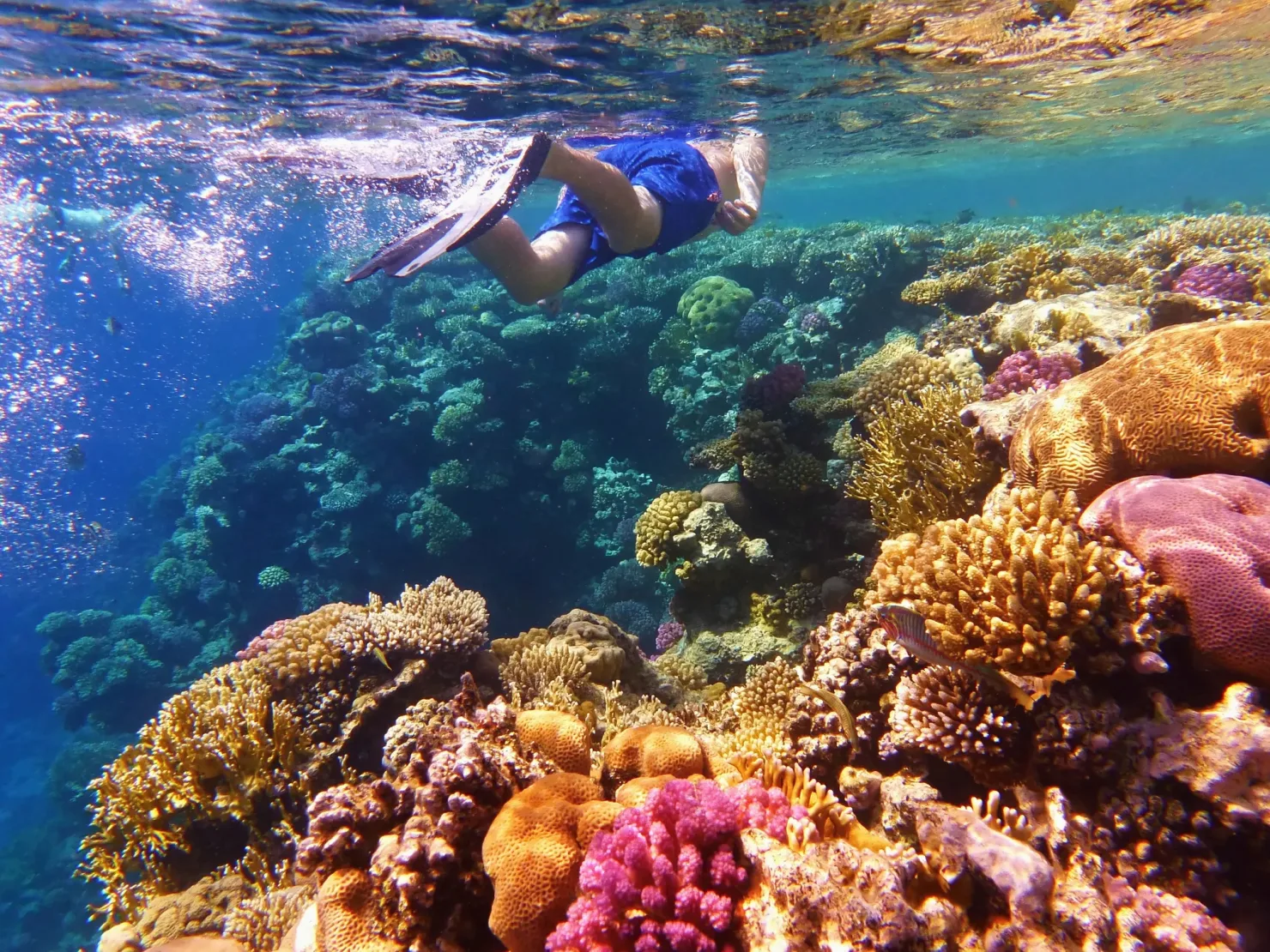 Sharm El Sheikh: Luxury Boat Cruise with Snorkeling & Lunch - Photo 15