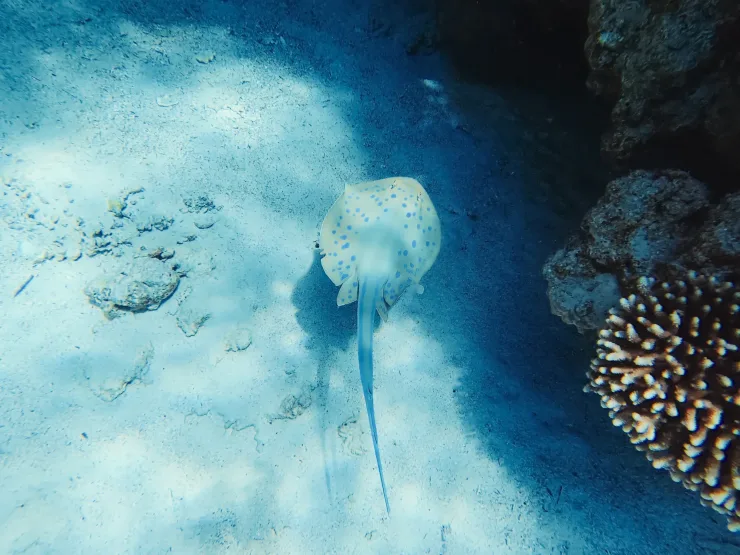Sharm El Sheikh: Luxury Boat Cruise with Snorkeling & Lunch - Photo 29