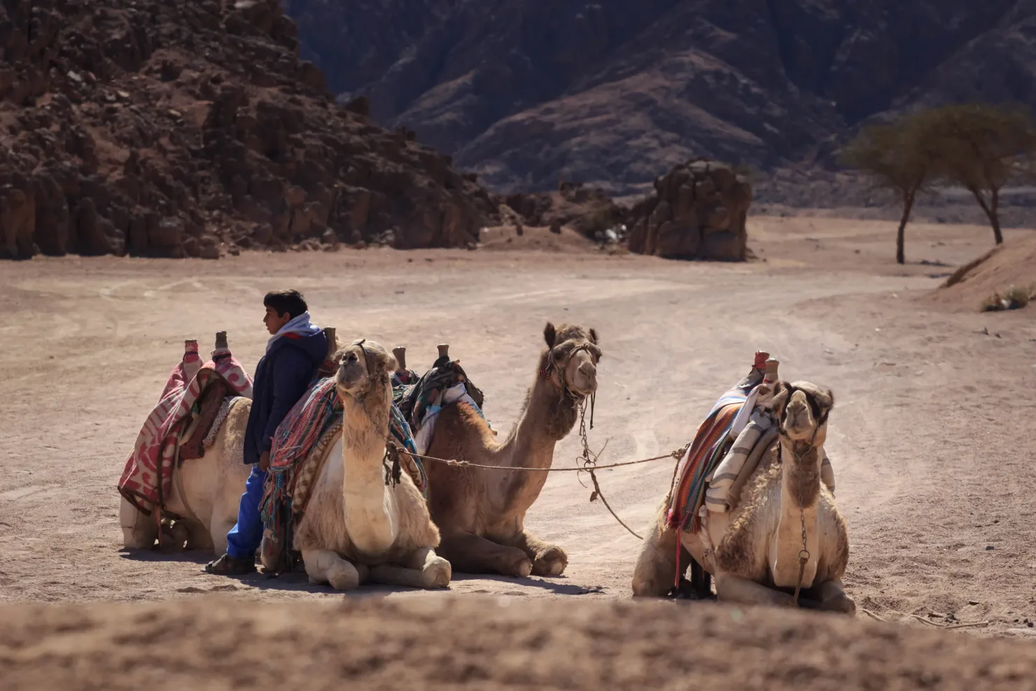 Sharm El Sheikh: ATV Tour, Stargazing, Camel, Dinner, & Show - Photo 23