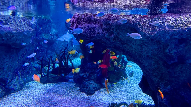 Sharm el-Sheikh: Glass Bottom Boat Coastal Tour - Photo 17