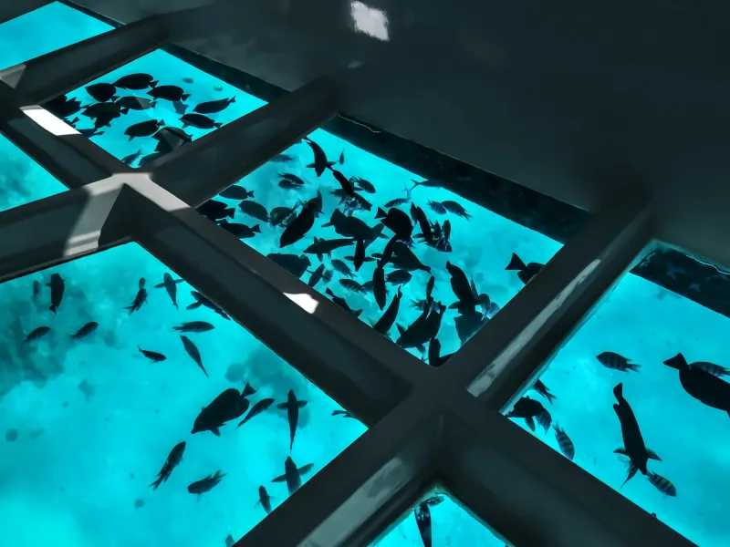 Sharm el-Sheikh: Glass Bottom Boat Coastal Tour - Photo 18