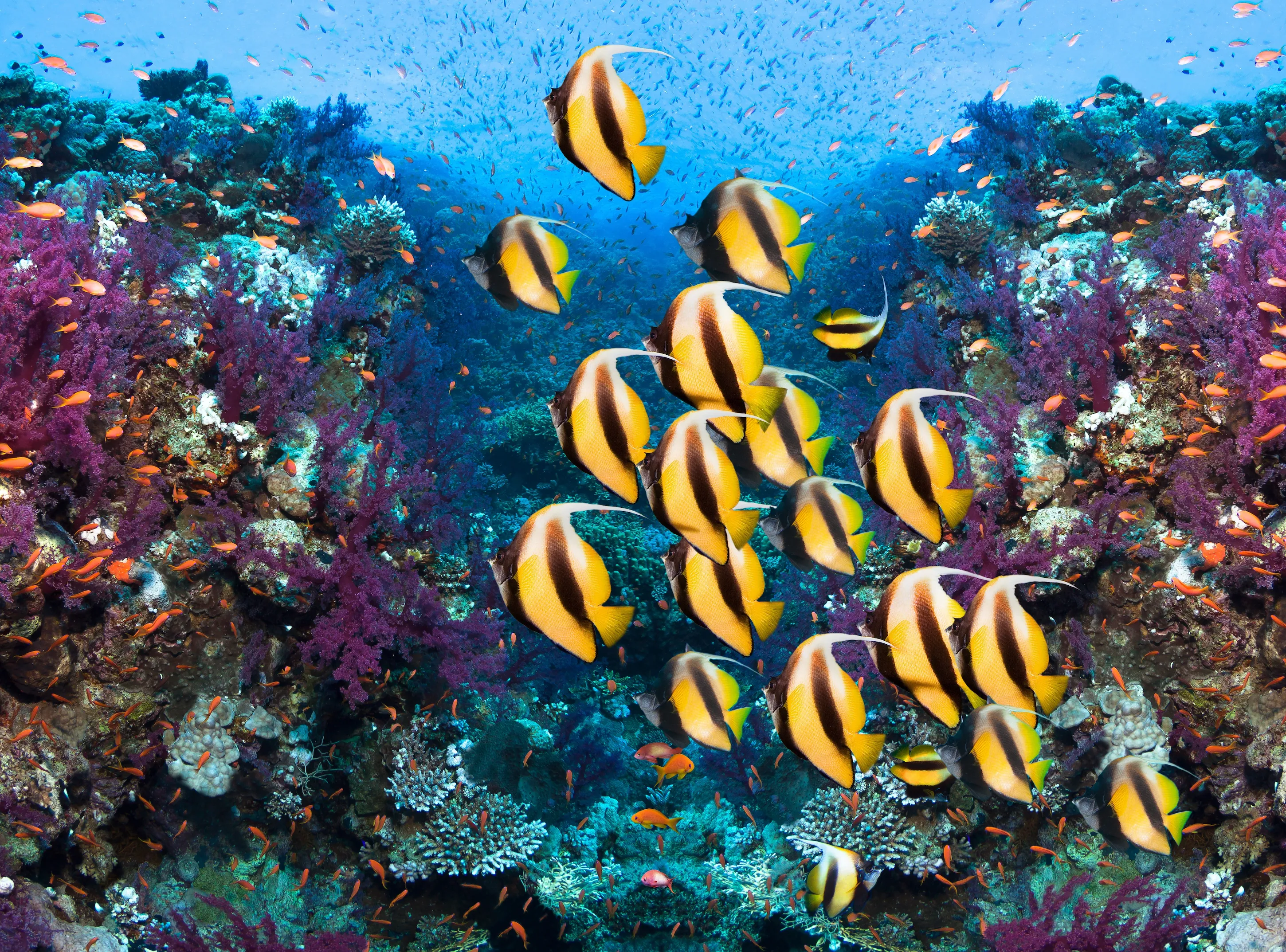Hurghada: Snorkeling Trip & Parasailing with lunch & Drinks