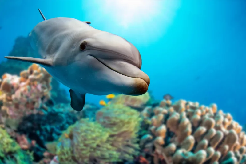 Hurghada: Orange Island, Grand Safari, Dolphin House Package - Photo 12