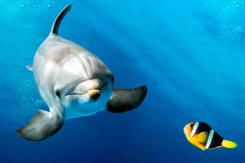 Hurghada: Orange Island, Grand Safari, Dolphin House Package - Photo 13