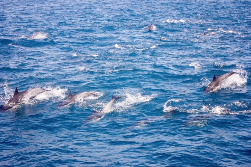 Hurghada: Orange Island, Grand Safari, Dolphin House Package - Photo 15