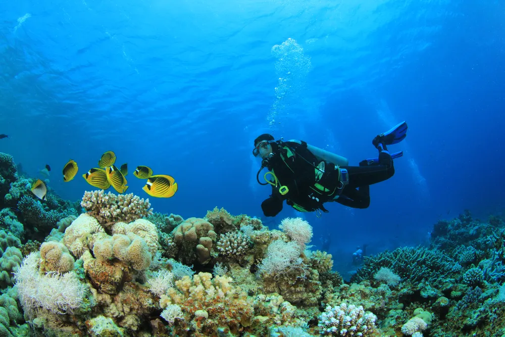 Makadi Bay: Beginner Scuba Diving Boat Trip — Two Red Sea Reefs, Lunch & Drinks