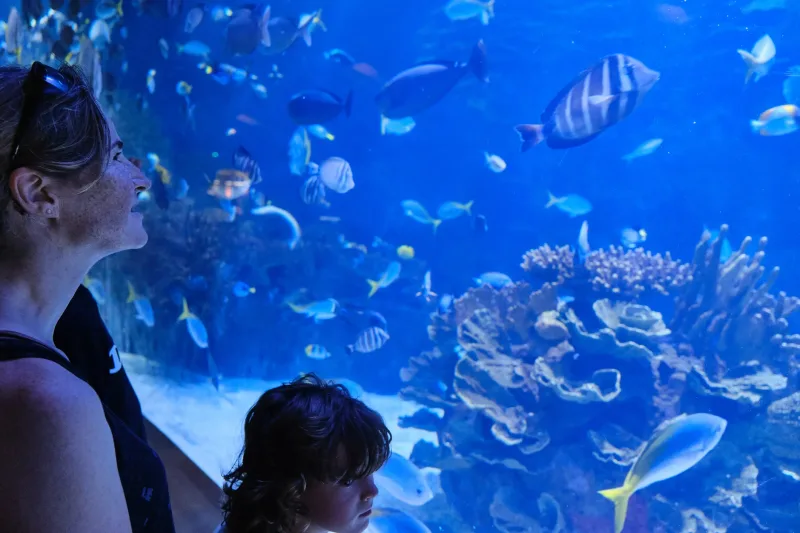 Sharm El Sheikh: Panoramiczna przygoda łodzią ze szklanym dnem – zdjęcie 7