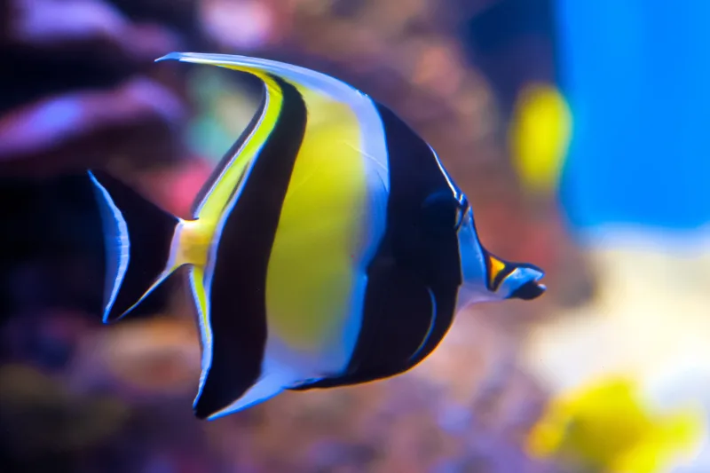 Sharm El Sheikh: Panoramiczna przygoda łodzią ze szklanym dnem – zdjęcie 8
