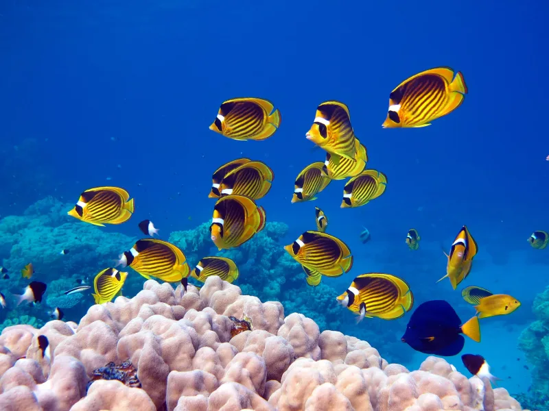 Sharm El Sheikh: Panoramiczna przygoda łodzią ze szklanym dnem – zdjęcie 11