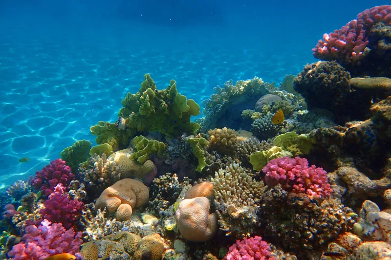 Sharm El Sheikh: Panoramiczna przygoda łodzią ze szklanym dnem – zdjęcie 13