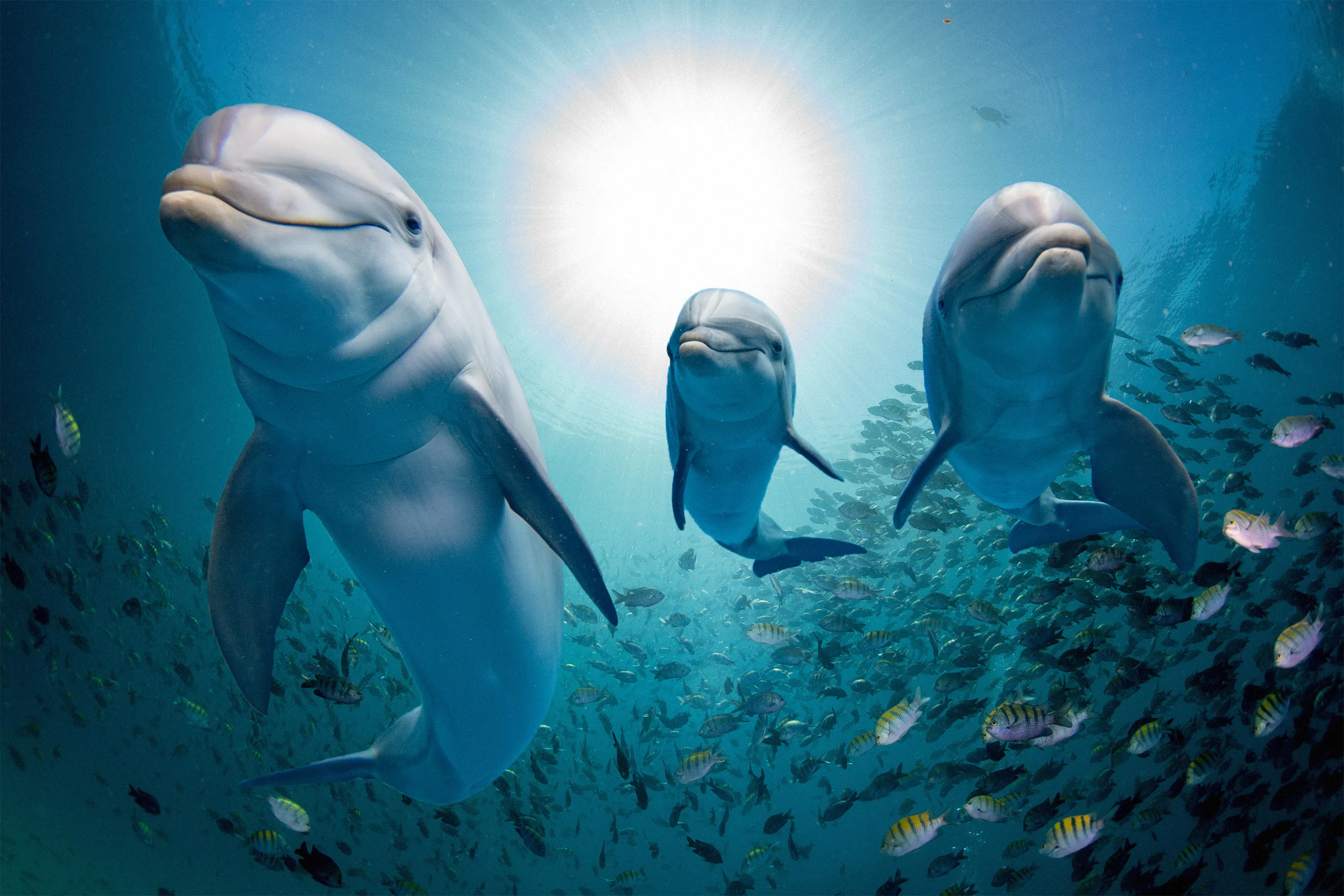 Hurghada: Dolphin Watching Private Yacht & Island Tour