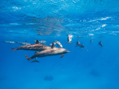 Tur cu Barca la El Gouna pentru Observarea Delfinilor cu Snorkeling și Prânz