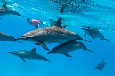 Croisière à El Gouna pour Observer les Dauphins avec Snorkeling et Déjeuner