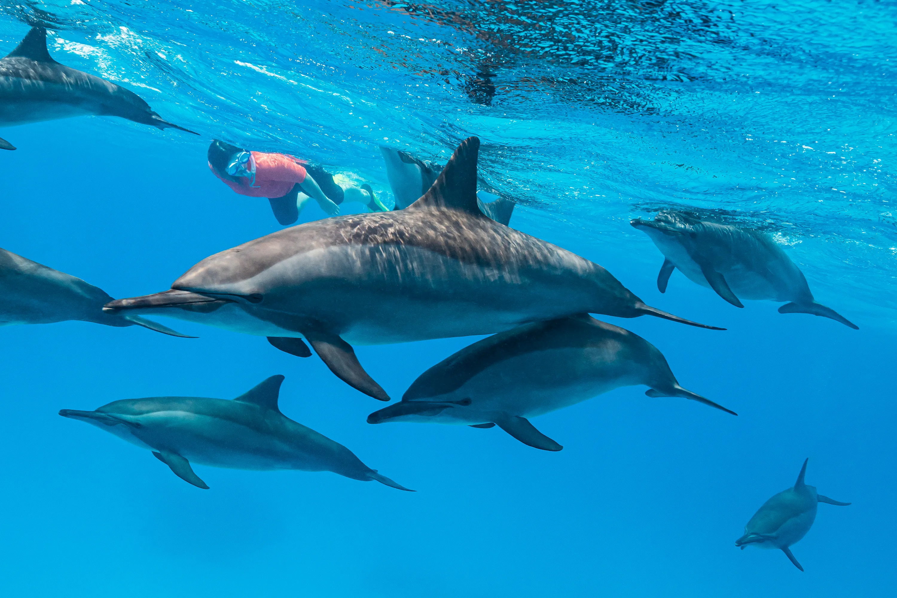 Croisière à El Gouna pour Observer les Dauphins avec Snorkeling et Déjeuner