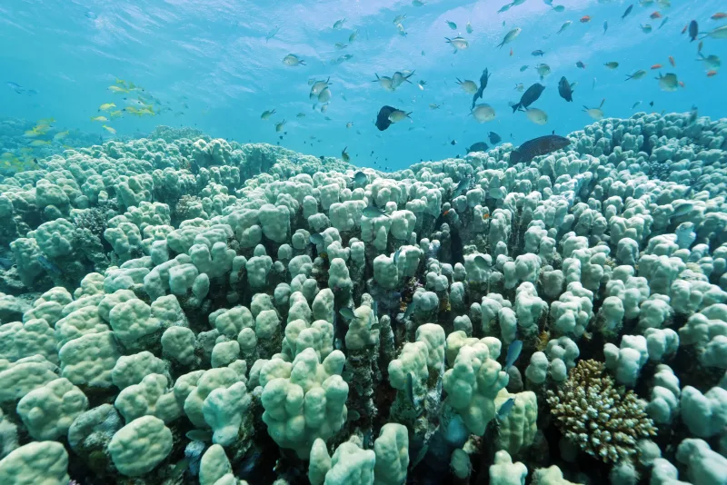 From Hurghada: Snorkeling trip in Abu Dabbab with Transfers - Photo 16