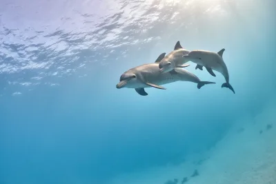 Hurghada: Tour in Barca per Avvistamento Delfini con Snorkeling e Pranzo
