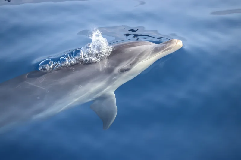 Red Sea overnight dolphin safari yacht from Hurghada (18)