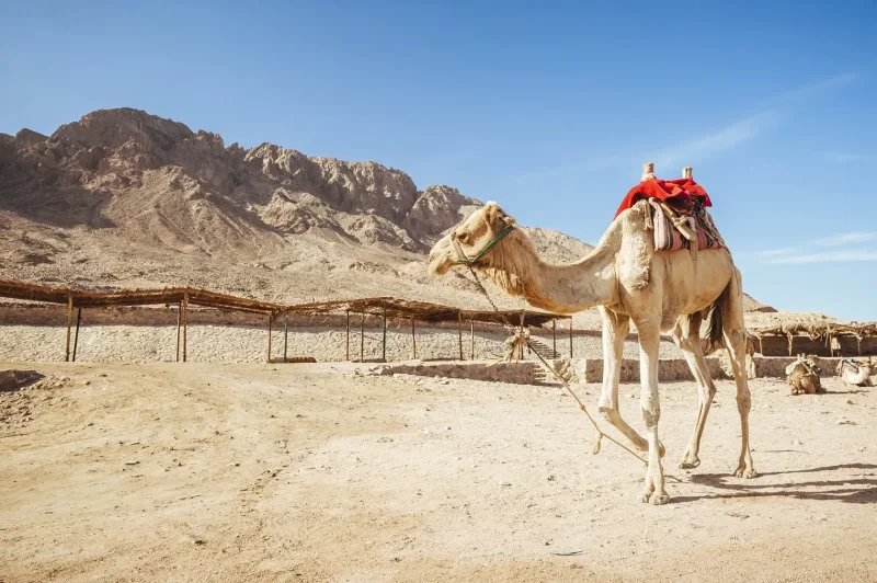 Sharm: ATV Safari, Horse Ride & Camel Ride with Breakfast - Photo 11