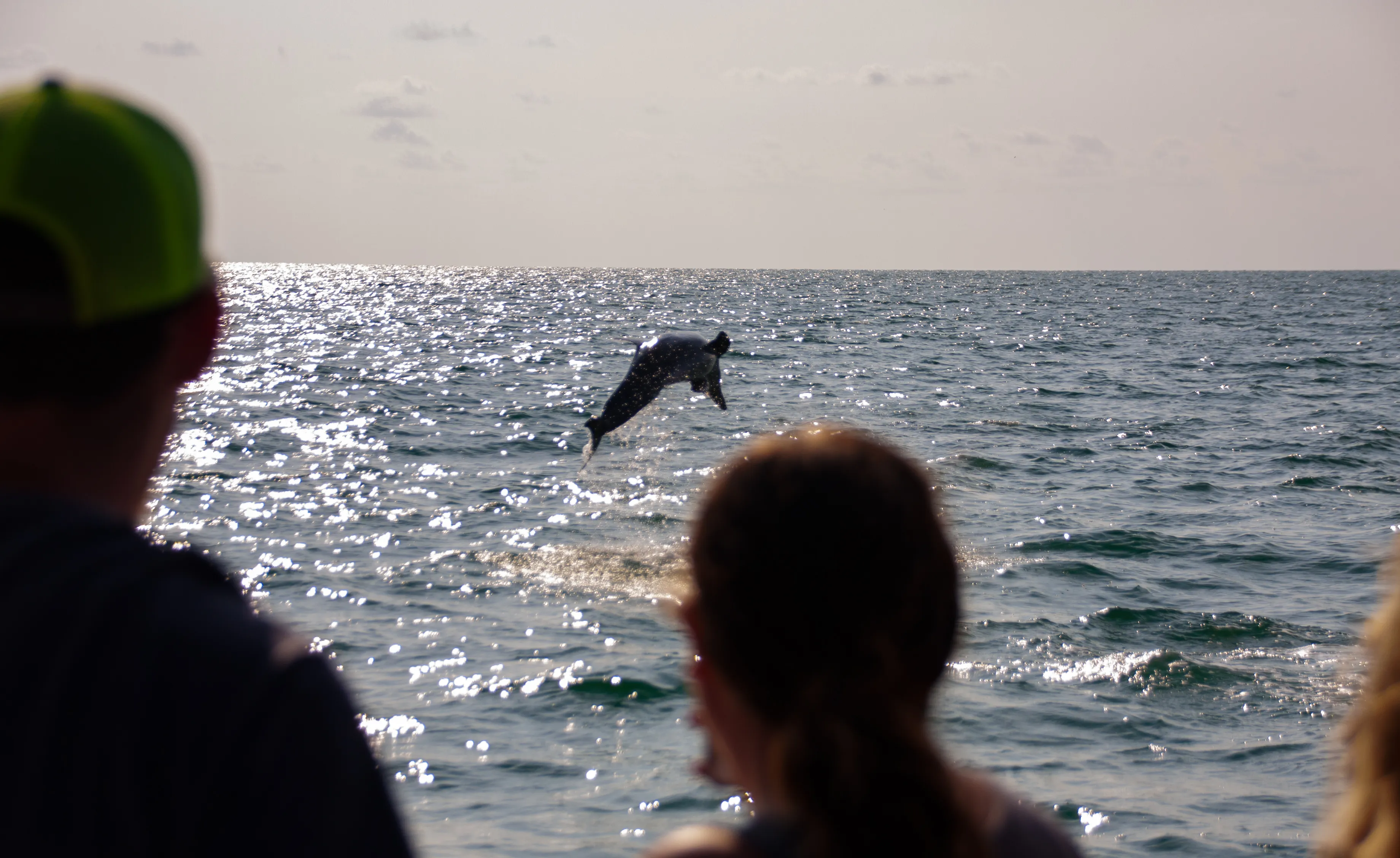 Makadi Bay: Dolphin Watching Boat Tour With Private Transfers