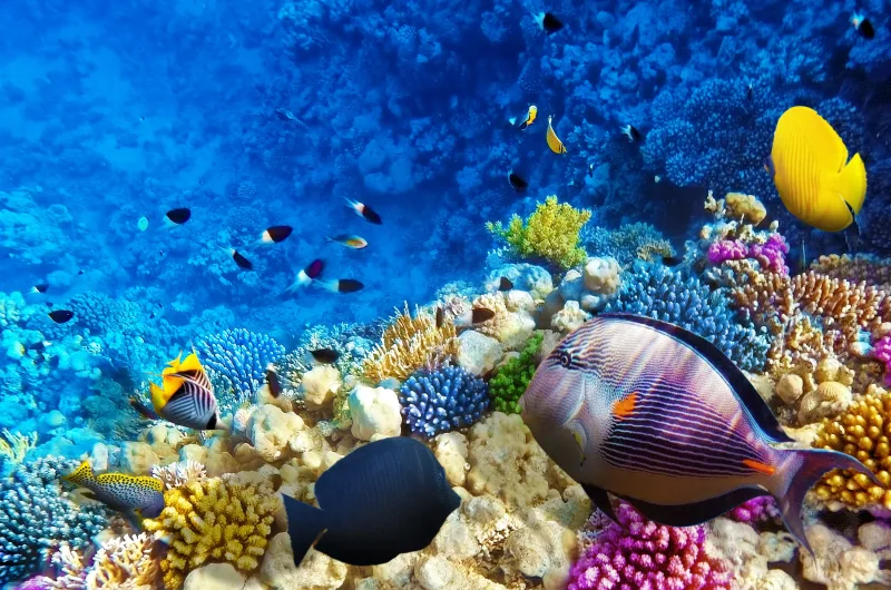 Sharm El Sheikh: Ras Mohammed, White Island, Snorkeling, Boat Trip with Lunch & Hotel Pick Up - Photo 17