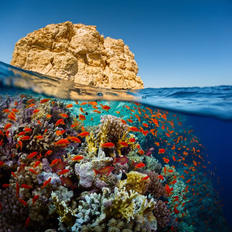 Sharm El Sheikh: Ras Mohammed, White Island, Snorkeling, Boat Trip with Lunch & Hotel Pick Up - Photo 10