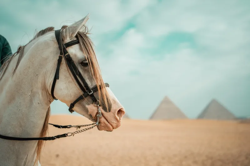 White horse on the Giza Plateau with the pyramids in the distance