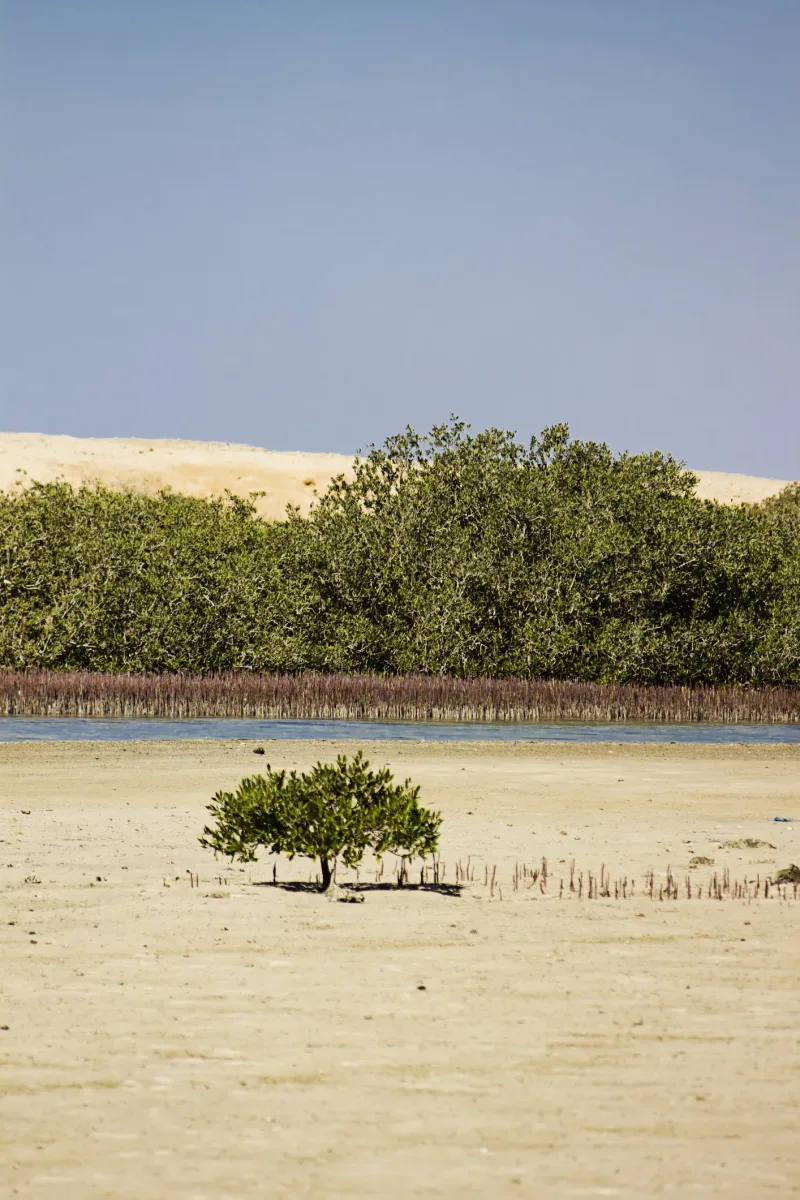 Sharm: Snorkeling from the Shore, Mangroove Trees & Salt Lake - Photo 10