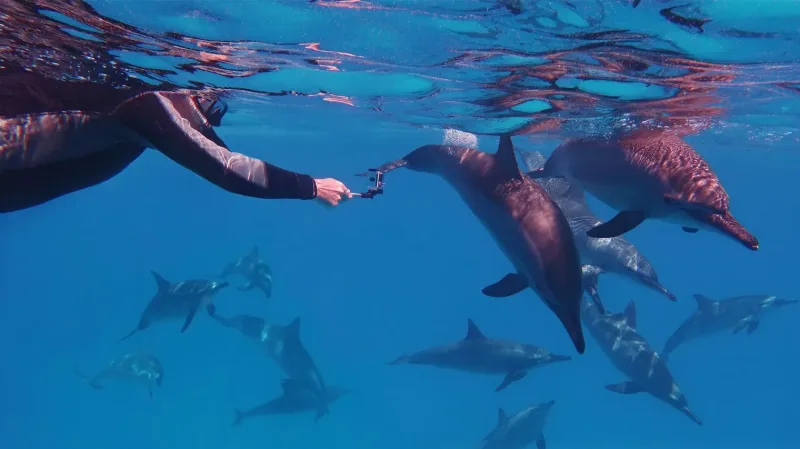 Sahl Hasheesh: Orange Island & Dolphin Watching Snorkeling Trip - Photo 15