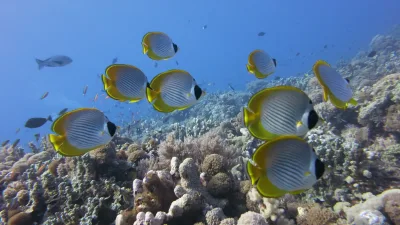 Hurghada: Snorkeling Trip by Speedboat with Hotel Transfers