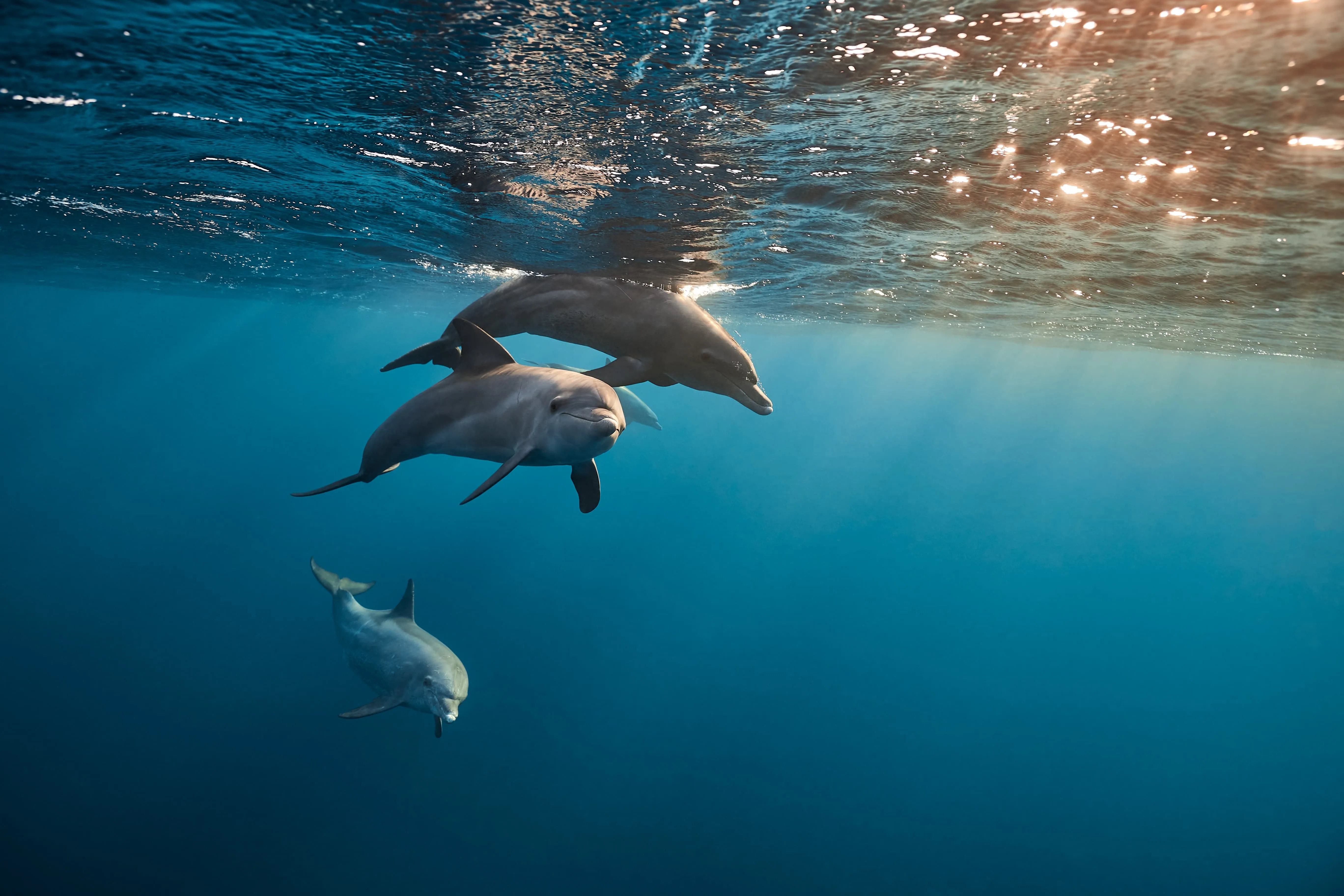 Soma Bay: Dolphin Watching Boat Tour with Snorkeling & Lunch