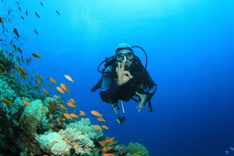Sharm El Sheikh: Diving & Snorkeling at Ras Mohammed and White Island - Photo 11