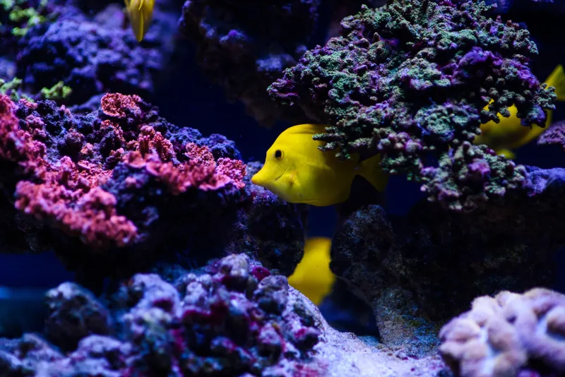 Sharm El Sheikh: Diving & Snorkeling at Ras Mohammed and White Island - Photo 8