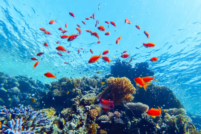 Sharm El Sheikh: Diving & Snorkeling at Ras Mohammed and White Island - Photo 26