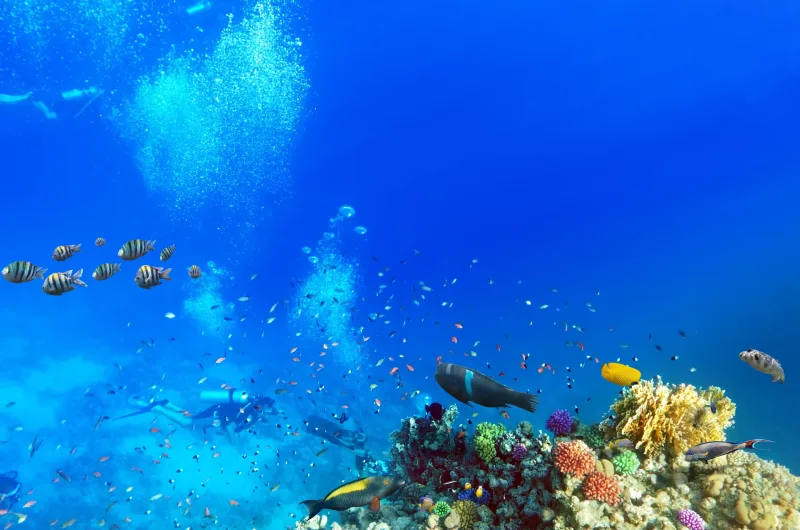 Sharm El Sheikh: Diving & Snorkeling at Ras Mohammed and White Island - Photo 30