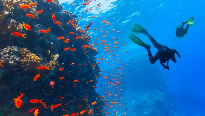 Sharm El Sheikh: Diving & Snorkeling at Ras Mohammed and White Island - Photo 50