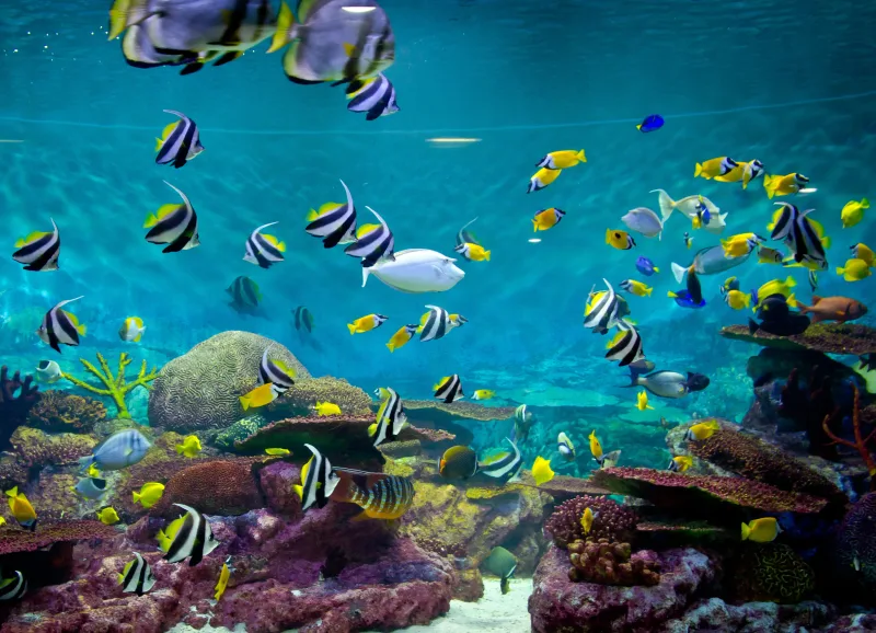 Hurghada: Orange Island Diving & Snorkeling Trip with Lunch - Photo 20