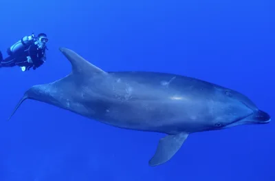 Hurghada: Rejs z Delfinami & Nurkowanie z Rurką i Zwiedzanie Miasta & Obiad