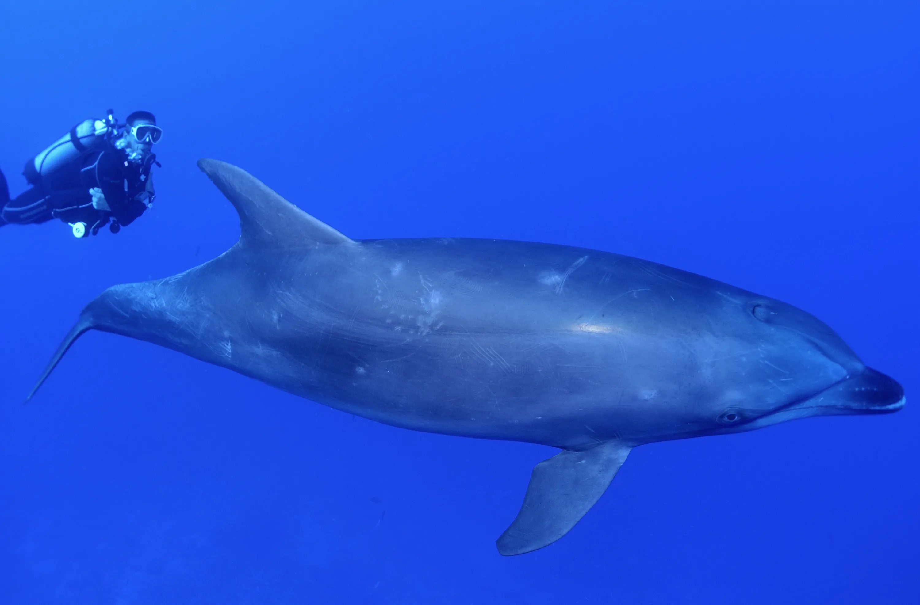 Hurghada: Dolphin Cruise & Snorkeling with City Tour & Lunch