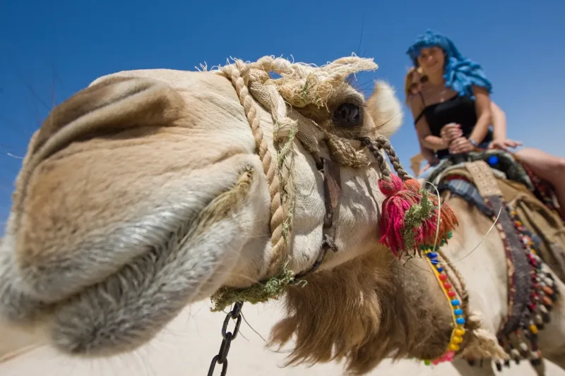 Sharm El Sheikh: Wyprawa na pustynię z beduińskim namiotem i buggy – zdjęcie 13