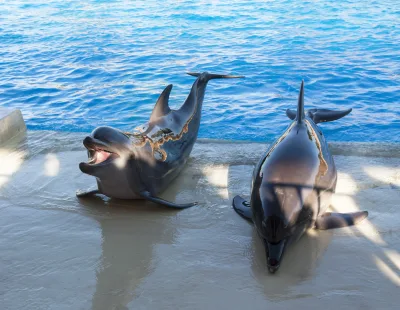 Sahl Hasheesh : 1-Hour Show at Dolphin World with Optional Pickup