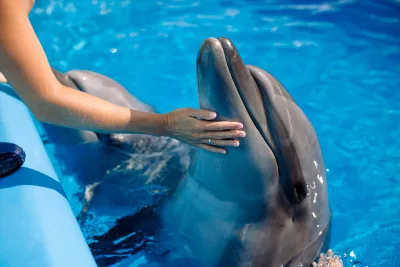Sahl Hasheesh: spettacolo Dolphin World + nuoto facoltativo con i delfini