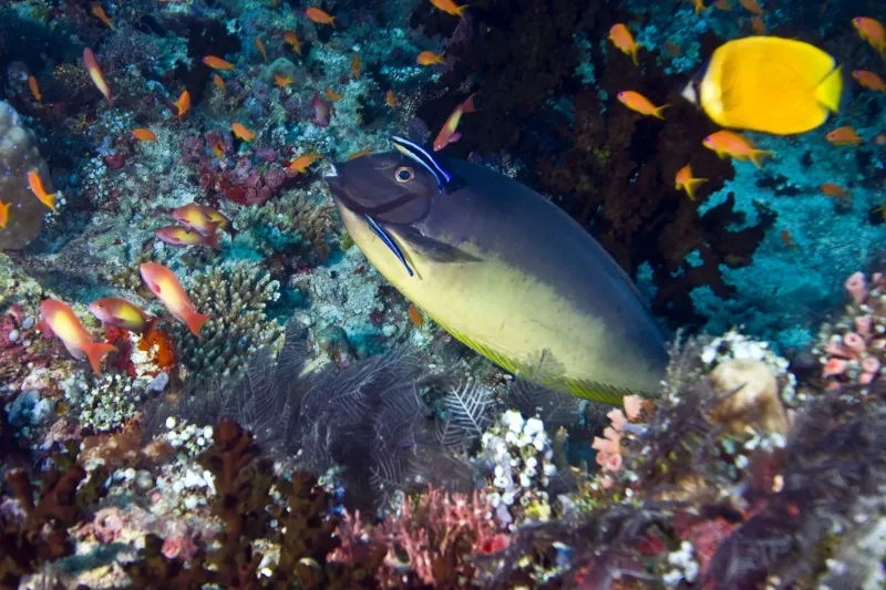 Sharm El Sheikh: Prywatna wycieczka łodzią motorową na wyspę Tiran – zdjęcie 20