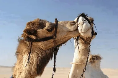 Hurghada: Bedouin Dinner & Show with ATV, Jeep, Buggy Rides